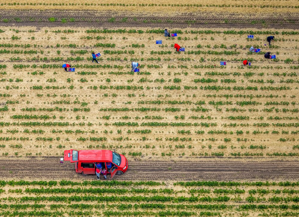 Luftbild Barkenberg - Erdbeer- Ernte auf landwirtschaftlichen Feld- Reihen in Barkenberg im Bundesland Nordrhein-Westfalen, Deutschland
