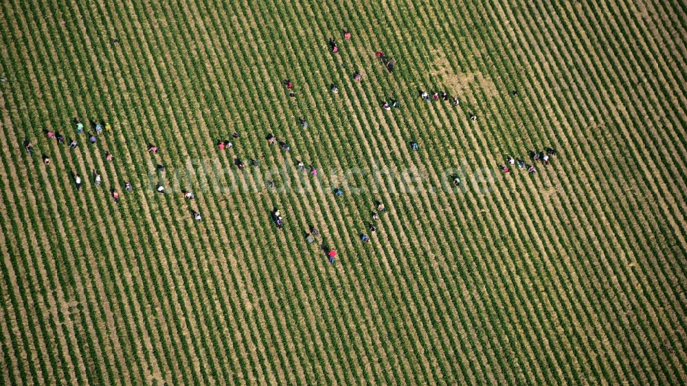 Luftaufnahme Oeverich - Erdbeer- Ernte auf landwirtschaftlichen Feld- Reihen in Oeverich im Bundesland Rheinland-Pfalz, Deutschland