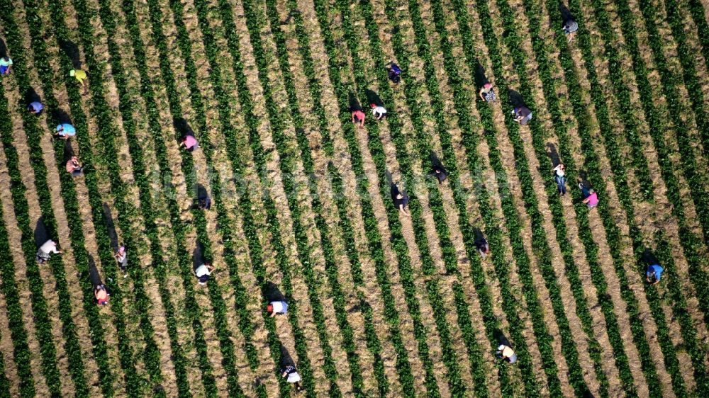 Luftbild Oeverich - Erdbeer- Ernte auf landwirtschaftlichen Feld- Reihen in Oeverich im Bundesland Rheinland-Pfalz, Deutschland