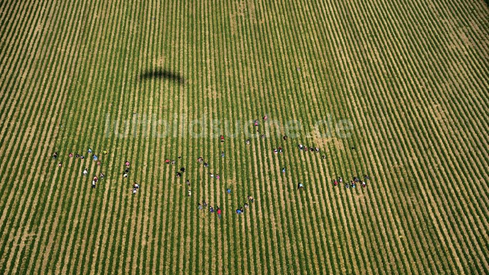 Luftaufnahme Oeverich - Erdbeer- Ernte auf landwirtschaftlichen Feld- Reihen in Oeverich im Bundesland Rheinland-Pfalz, Deutschland