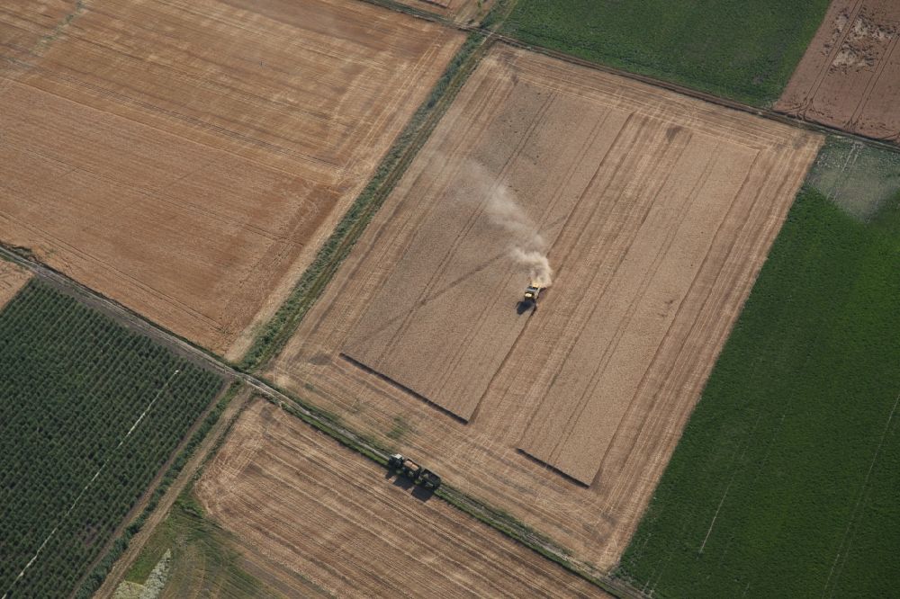 Luftbild Guntersblum - Ernteeinsatz auf landwirtschaftlichen Feldern in Guntersblum im Bundesland Rheinland-Pfalz, Deutschland