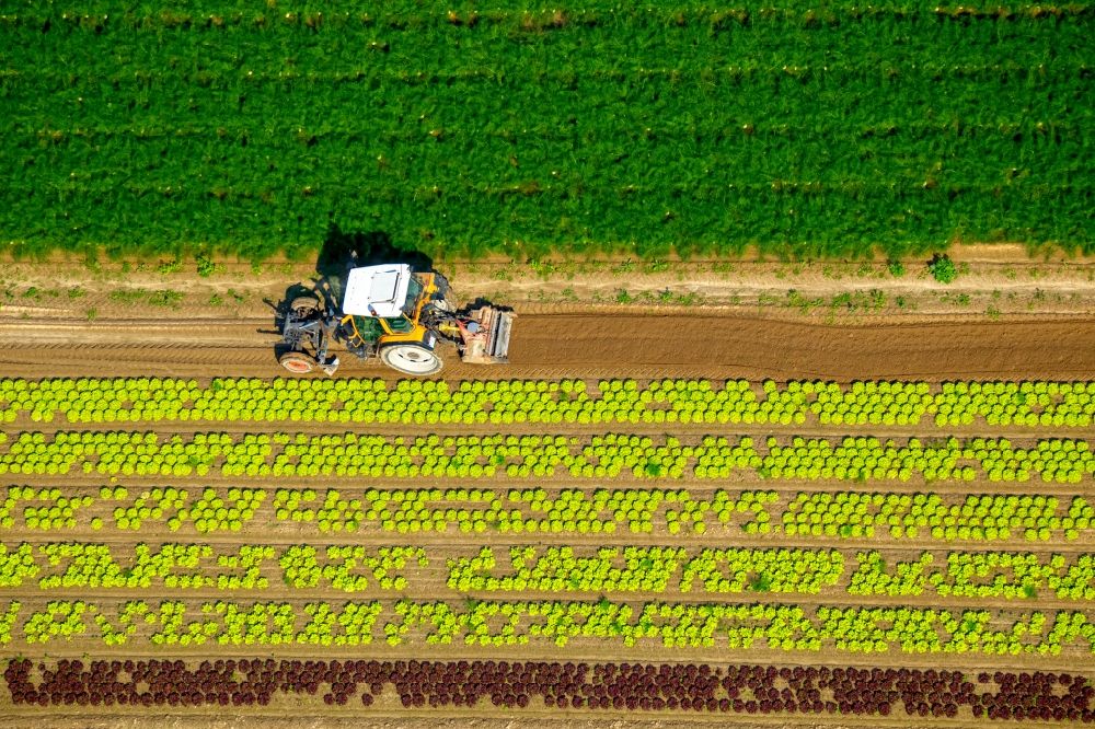 Luftbild Löhne - Ernteeinsatz auf landwirtschaftlichen Feldern in Löhne im Bundesland Nordrhein-Westfalen