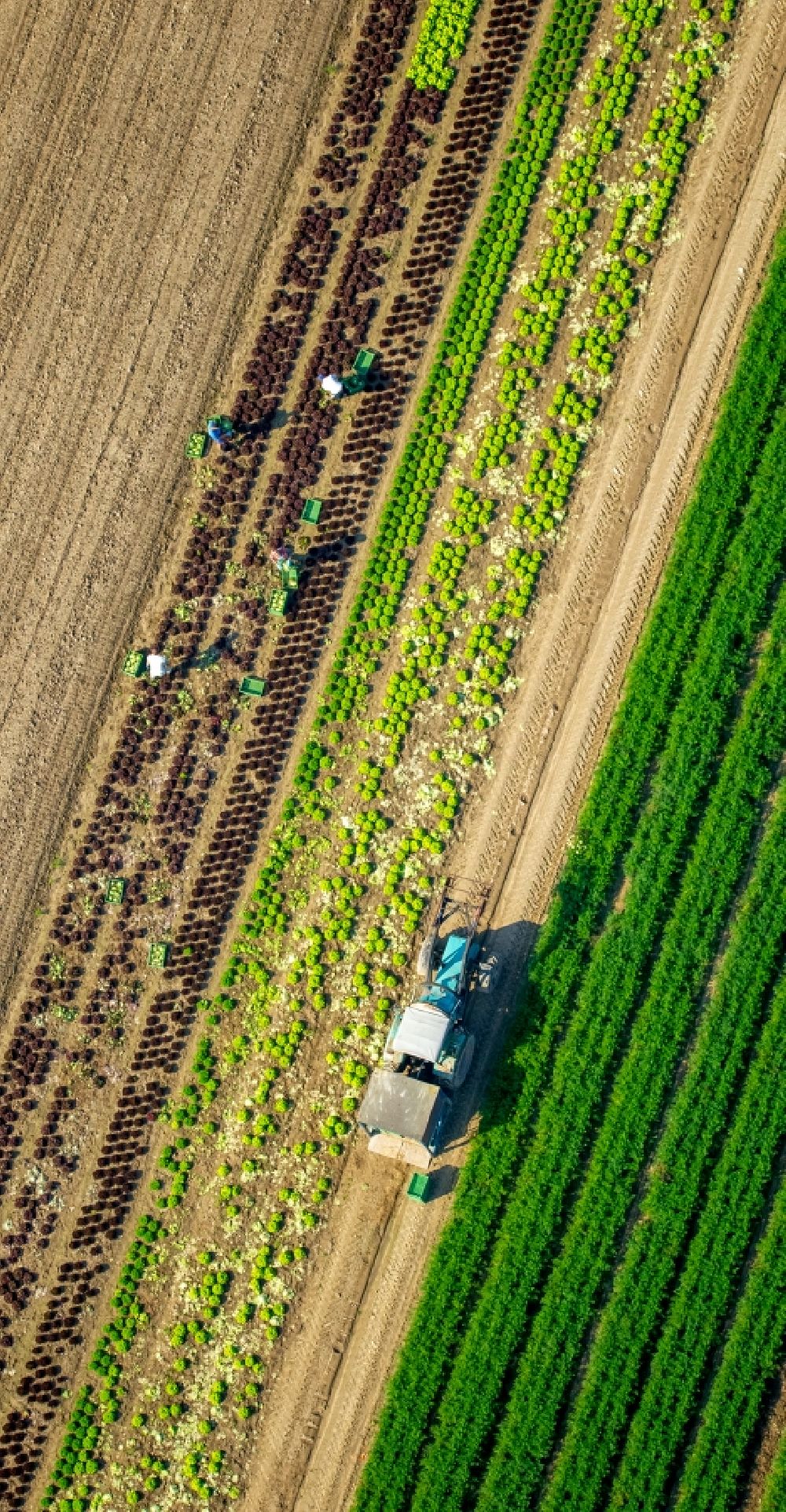 Löhne aus der Vogelperspektive: Ernteeinsatz auf landwirtschaftlichen Feldern in Löhne im Bundesland Nordrhein-Westfalen