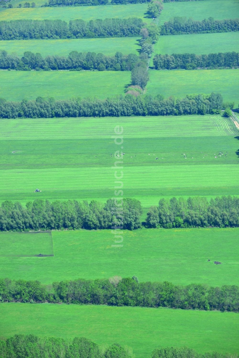 Manker aus der Vogelperspektive: Feld- Landschaft mit Baumreihen - Begrenzungen bei Manker im Bundesland Brandenburg