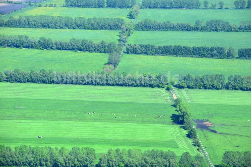 Luftbild Manker - Feld- Landschaft mit Baumreihen - Begrenzungen bei Manker im Bundesland Brandenburg