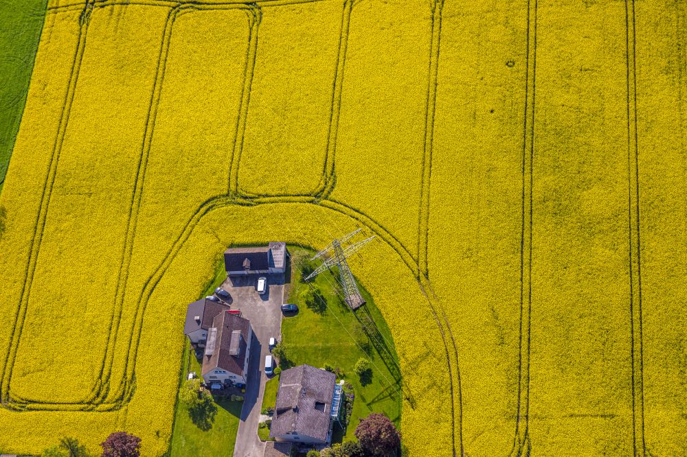 Luftbild Arnsberg - Feld- Landschaft gelb blühender Raps- Blüten in Arnsberg im Bundesland Nordrhein-Westfalen, Deutschland