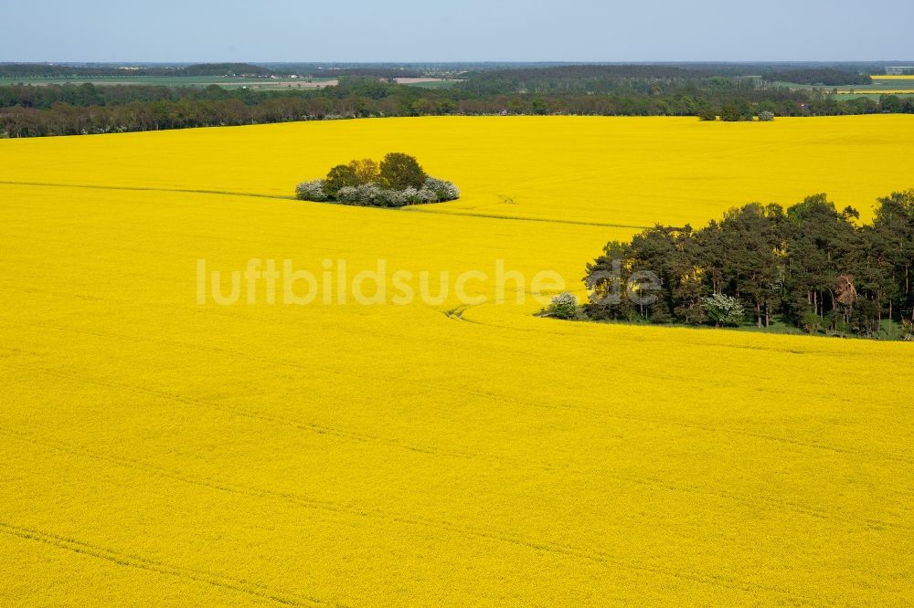 Luftbild Beetzseeheide - Feld- Landschaft gelb blühender Raps- Blüten in Beetzseeheide im Bundesland Brandenburg, Deutschland