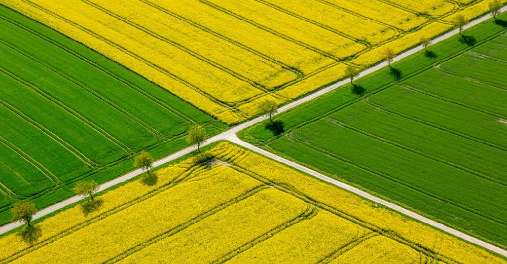 Belecke von oben - Feld- Landschaft gelb blühender Raps- Blüten in Belecke im Bundesland Nordrhein-Westfalen, Deutschland