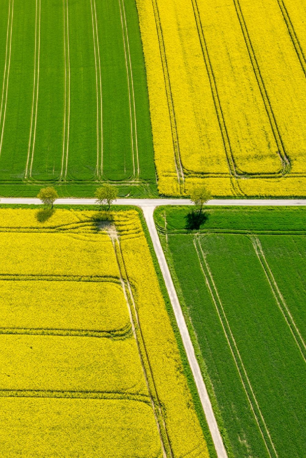 Belecke aus der Vogelperspektive: Feld- Landschaft gelb blühender Raps- Blüten in Belecke im Bundesland Nordrhein-Westfalen, Deutschland