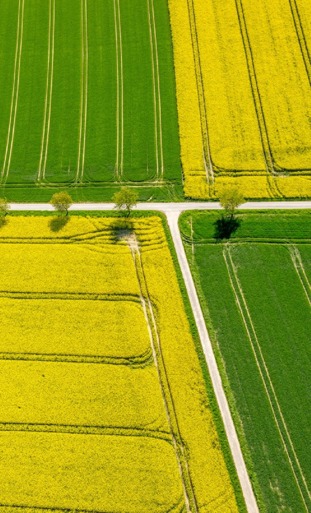 Luftbild Belecke - Feld- Landschaft gelb blühender Raps- Blüten in Belecke im Bundesland Nordrhein-Westfalen, Deutschland