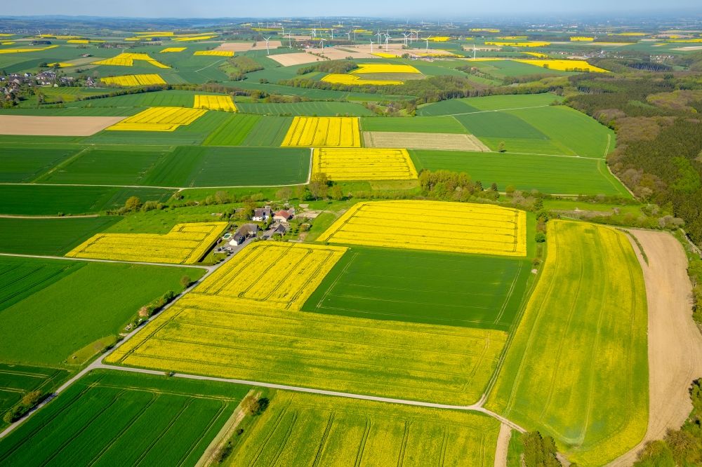 Belecke von oben - Feld- Landschaft gelb blühender Raps- Blüten in Belecke im Bundesland Nordrhein-Westfalen, Deutschland