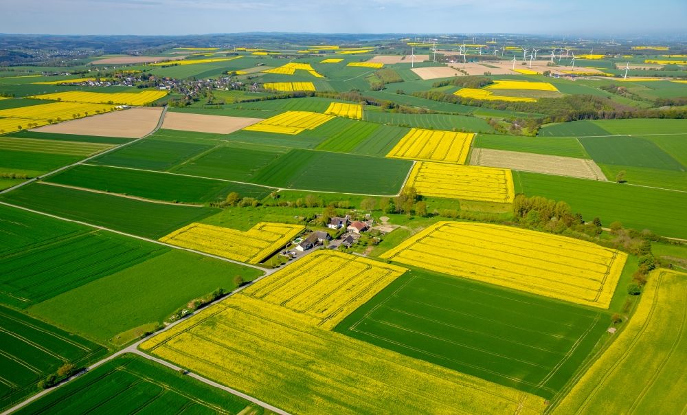 Belecke aus der Vogelperspektive: Feld- Landschaft gelb blühender Raps- Blüten in Belecke im Bundesland Nordrhein-Westfalen, Deutschland