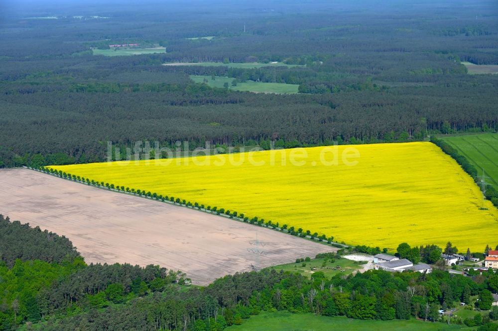 Luftbild Blumenow - Feld- Landschaft gelb blühender Raps- Blüten in Blumenow im Bundesland Brandenburg, Deutschland