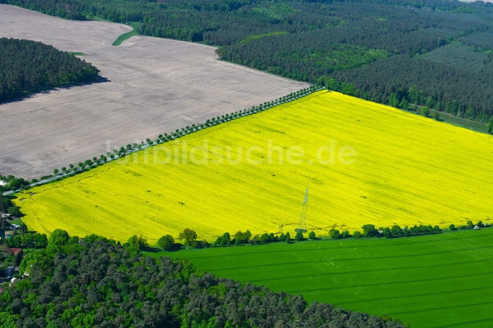 Blumenow aus der Vogelperspektive: Feld- Landschaft gelb blühender Raps- Blüten in Blumenow im Bundesland Brandenburg, Deutschland