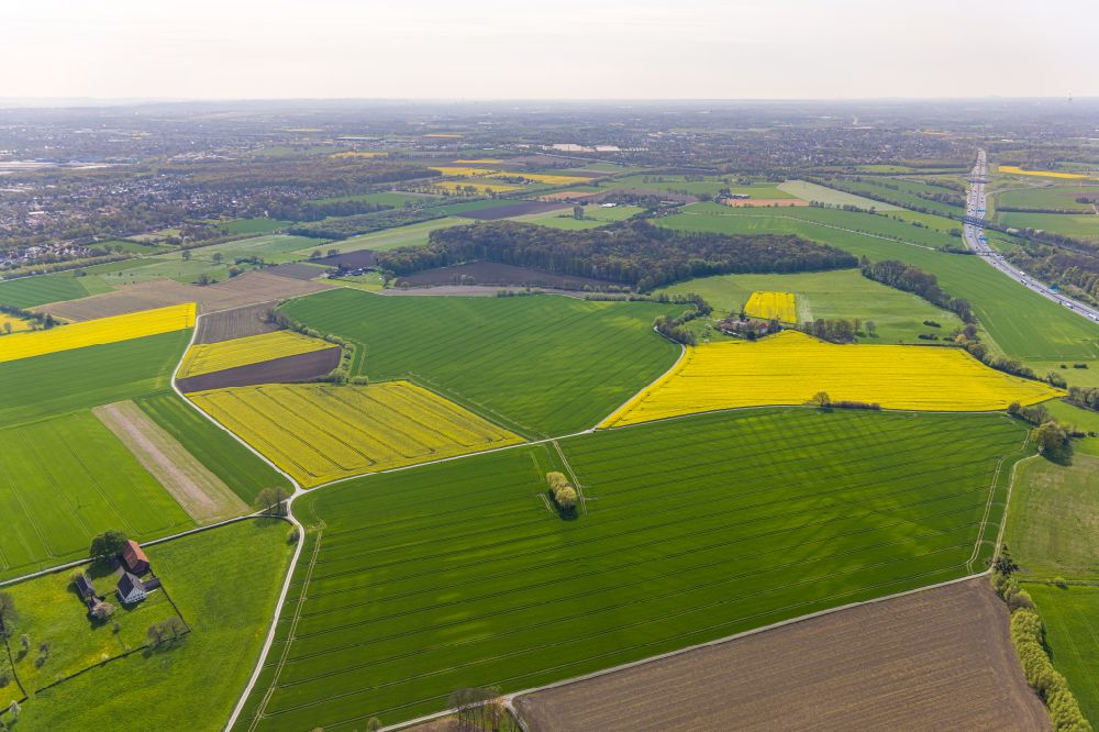 Bönen aus der Vogelperspektive: Feld- Landschaft gelb blühender Raps- Blüten in Bönen im Bundesland Nordrhein-Westfalen, Deutschland