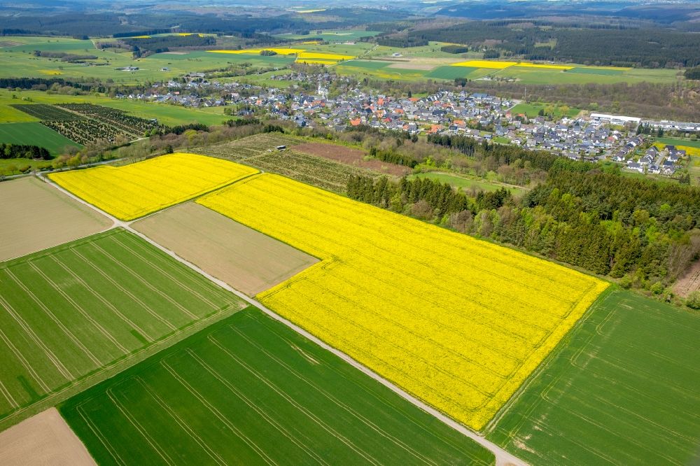 Brilon von oben - Feld- Landschaft gelb blühender Raps- Blüten in Brilon im Bundesland Nordrhein-Westfalen, Deutschland