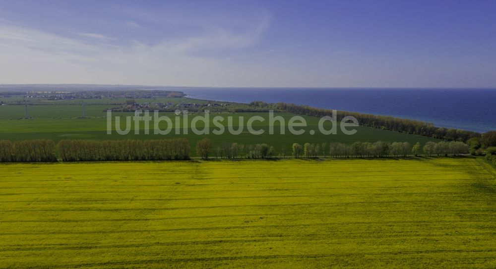 Diedrichshagen von oben - Feld- Landschaft gelb blühender Raps- Blüten in Diedrichshagen im Bundesland Mecklenburg-Vorpommern, Deutschland