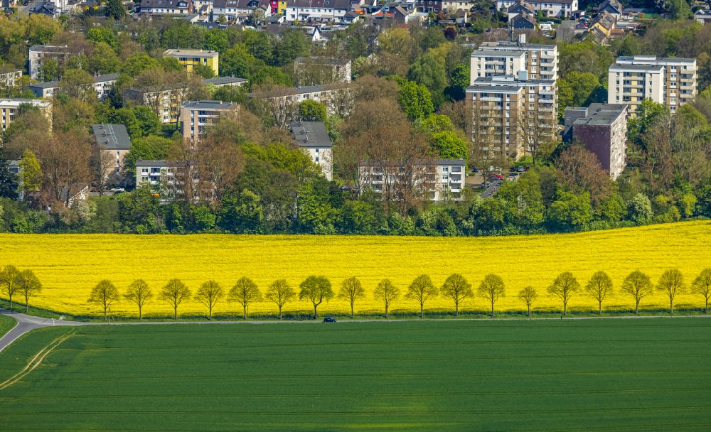 Dortmund von oben - Feld- Landschaft gelb blühender Raps- Blüten in Dortmund im Bundesland Nordrhein-Westfalen, Deutschland