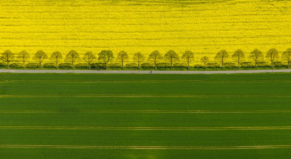 Dortmund aus der Vogelperspektive: Feld- Landschaft gelb blühender Raps- Blüten in Dortmund im Bundesland Nordrhein-Westfalen, Deutschland