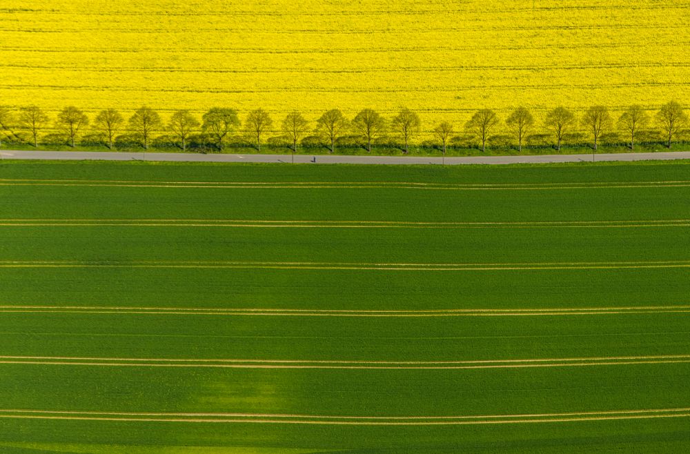 Luftbild Dortmund - Feld- Landschaft gelb blühender Raps- Blüten in Dortmund im Bundesland Nordrhein-Westfalen, Deutschland