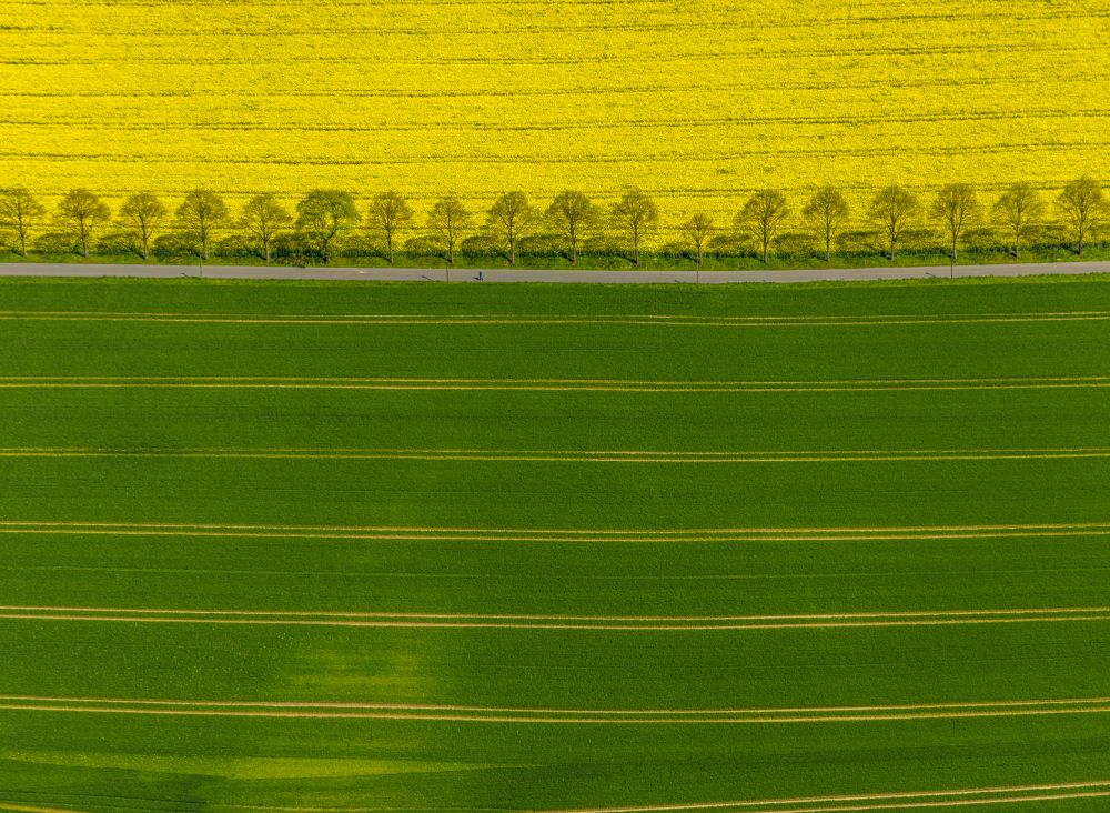 Luftaufnahme Dortmund - Feld- Landschaft gelb blühender Raps- Blüten in Dortmund im Bundesland Nordrhein-Westfalen, Deutschland