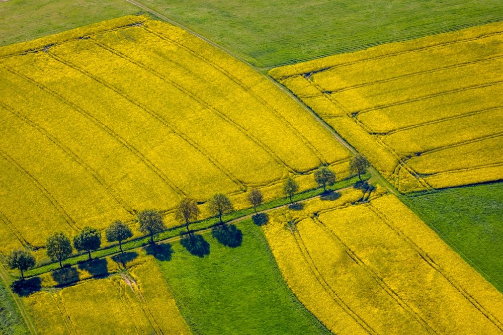 Luftbild Gelmer - Feld- Landschaft gelb blühender Raps- Blüten in Gelmer im Bundesland Nordrhein-Westfalen, Deutschland