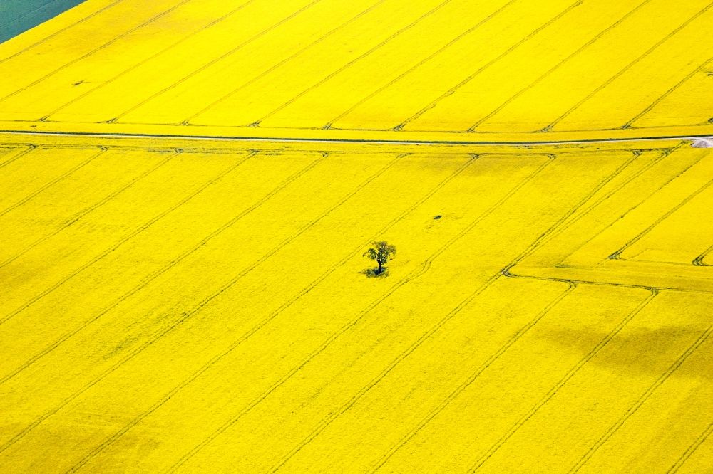 Luftbild Gommern - Feld- Landschaft gelb blühender Raps- Blüten in Gommern im Bundesland Sachsen-Anhalt, Deutschland