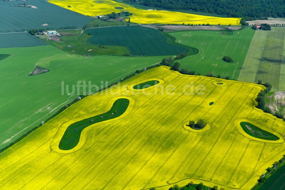 Groß-Wokern von oben - Feld- Landschaft gelb blühender Raps- Blüten in Groß-Wokern im Bundesland Mecklenburg-Vorpommern, Deutschland