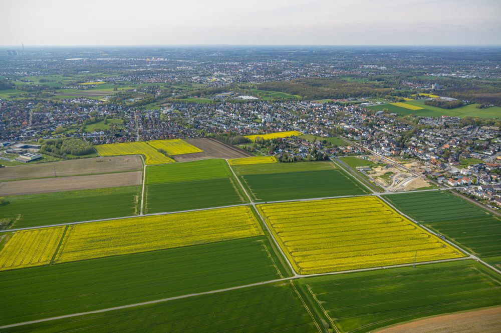 Hamm von oben - Feld- Landschaft gelb blühender Raps- Blüten in Hamm im Bundesland Nordrhein-Westfalen, Deutschland