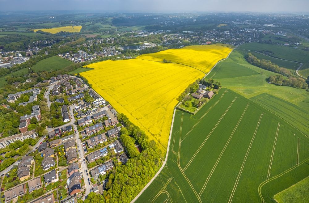 Heiligenhaus aus der Vogelperspektive: Feld- Landschaft gelb blühender Raps- Blüten in Heiligenhaus im Bundesland Nordrhein-Westfalen, Deutschland