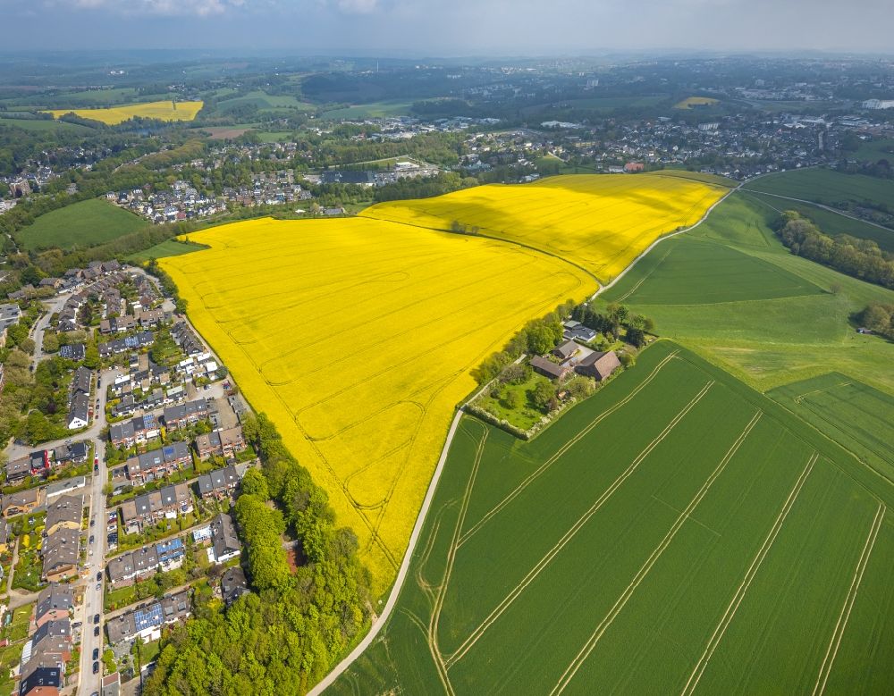 Luftbild Heiligenhaus - Feld- Landschaft gelb blühender Raps- Blüten in Heiligenhaus im Bundesland Nordrhein-Westfalen, Deutschland