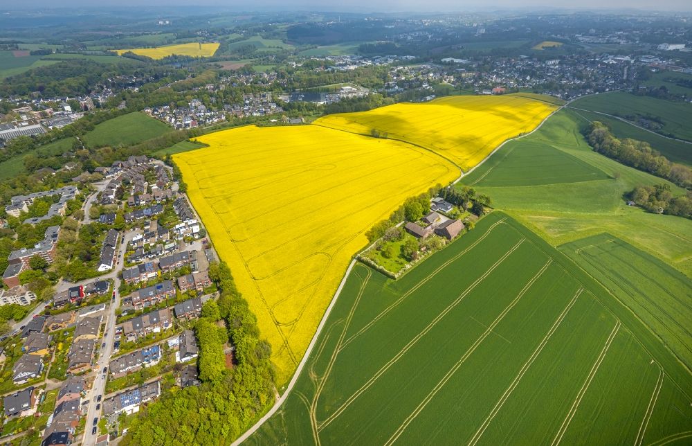 Luftaufnahme Heiligenhaus - Feld- Landschaft gelb blühender Raps- Blüten in Heiligenhaus im Bundesland Nordrhein-Westfalen, Deutschland