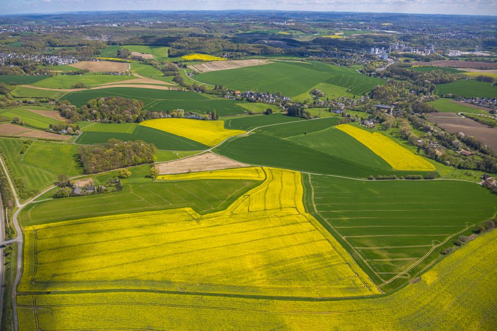Luftaufnahme Heiligenhaus - Feld- Landschaft gelb blühender Raps- Blüten in Heiligenhaus im Bundesland Nordrhein-Westfalen, Deutschland