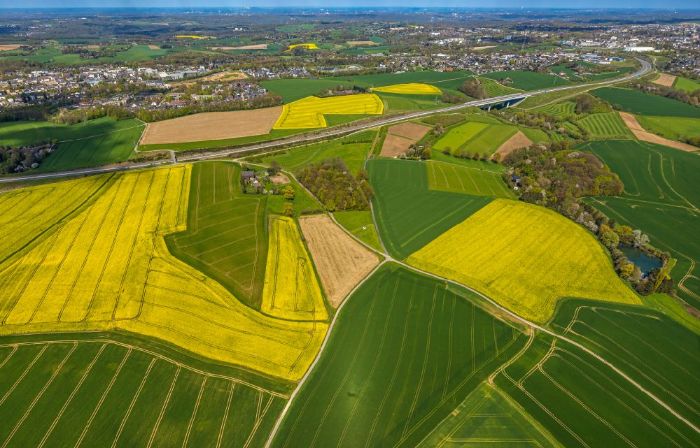 Heiligenhaus aus der Vogelperspektive: Feld- Landschaft gelb blühender Raps- Blüten in Heiligenhaus im Bundesland Nordrhein-Westfalen, Deutschland