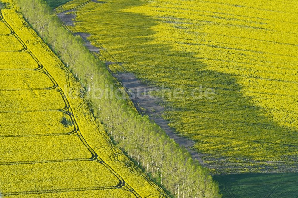 Luftaufnahme Hohenberg-Krusemark - Feld- Landschaft gelb blühender Raps- Blüten in Hohenberg-Krusemark im Bundesland Sachsen-Anhalt, Deutschland