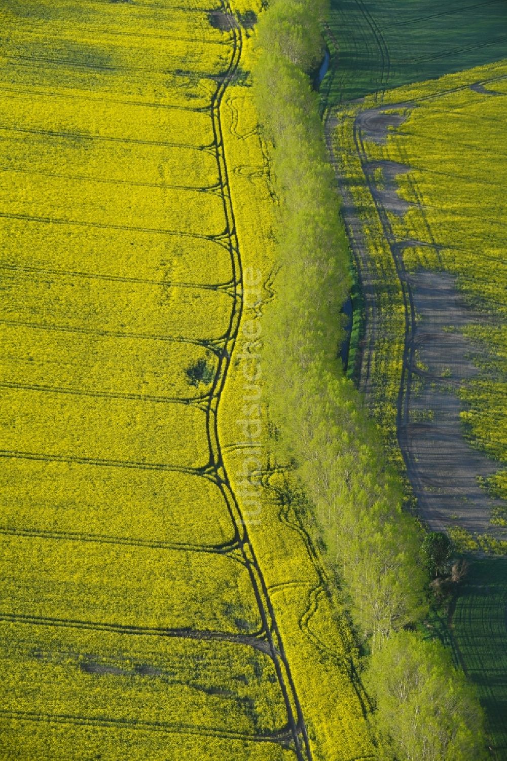Hohenberg-Krusemark von oben - Feld- Landschaft gelb blühender Raps- Blüten in Hohenberg-Krusemark im Bundesland Sachsen-Anhalt, Deutschland