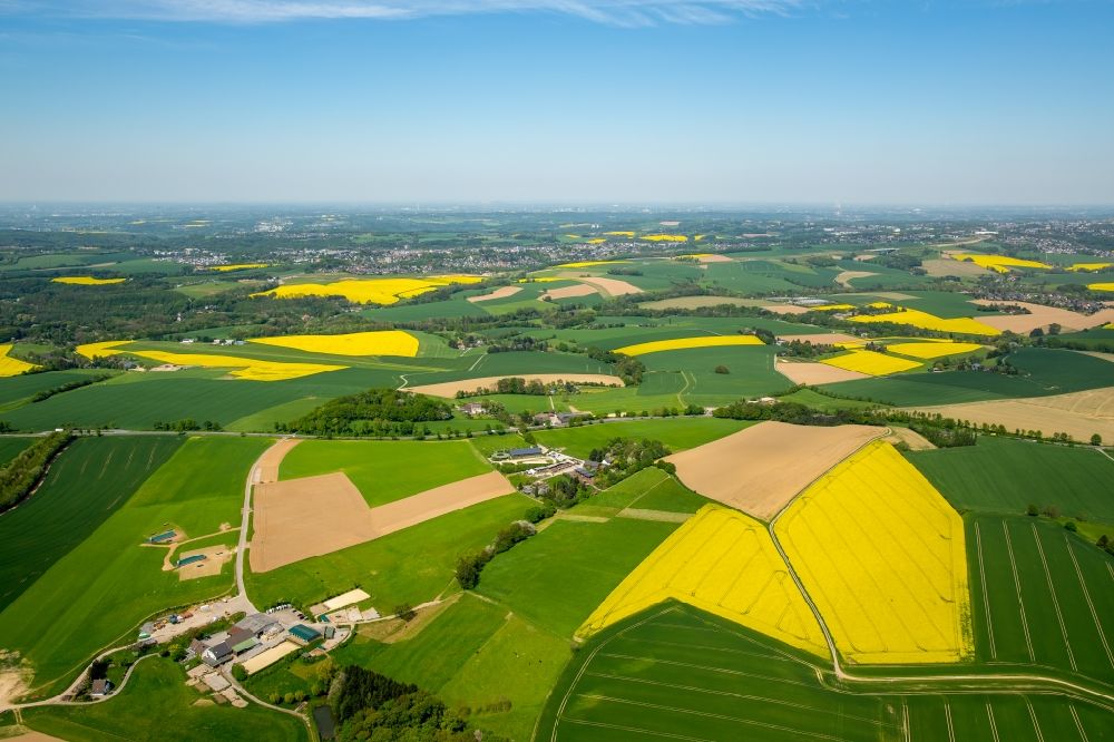 Homberg von oben - Feld- Landschaft gelb blühender Raps- Blüten in Homberg im Bundesland Nordrhein-Westfalen