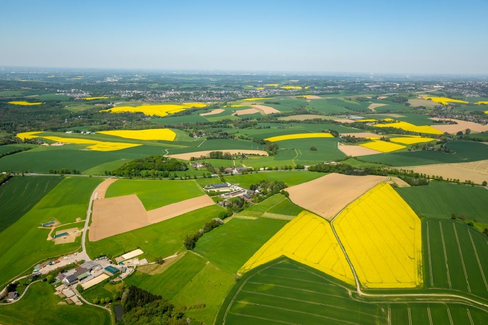 Homberg aus der Vogelperspektive: Feld- Landschaft gelb blühender Raps- Blüten in Homberg im Bundesland Nordrhein-Westfalen
