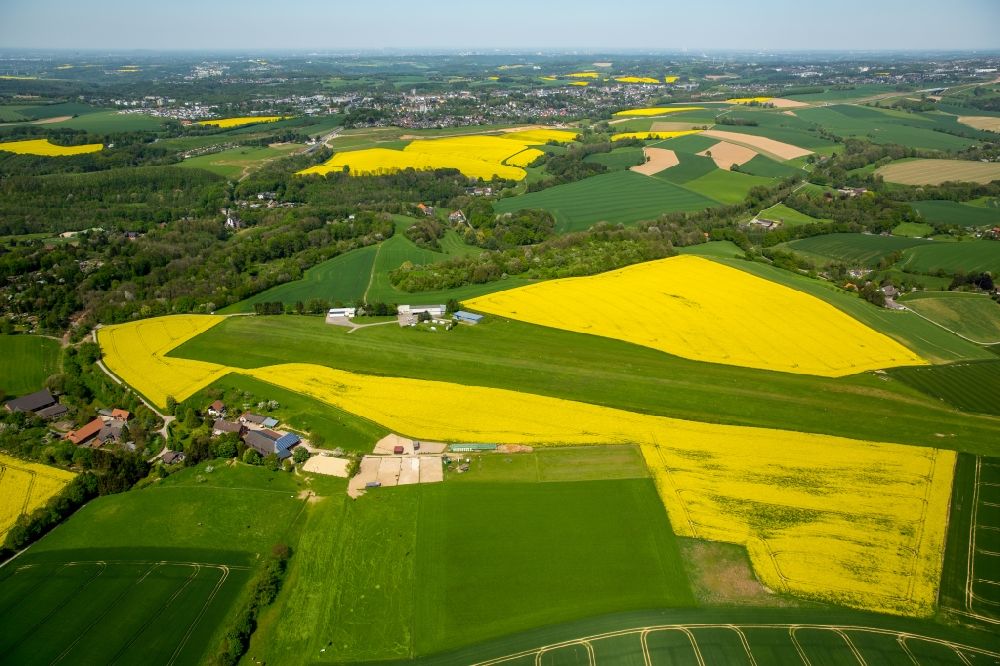 Luftaufnahme Homberg - Feld- Landschaft gelb blühender Raps- Blüten in Homberg im Bundesland Nordrhein-Westfalen