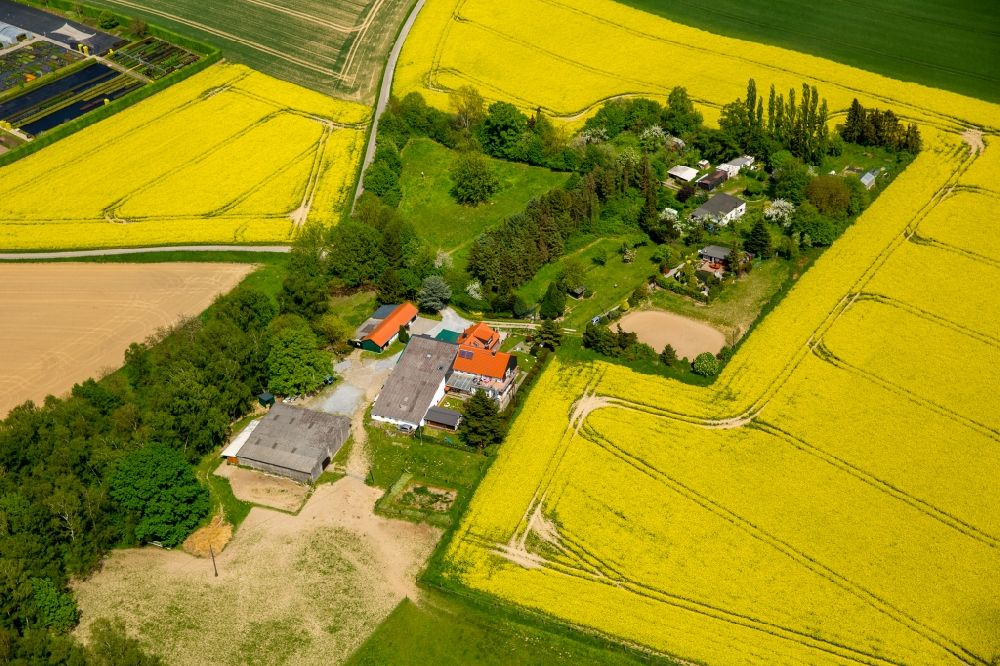 Homberg aus der Vogelperspektive: Feld- Landschaft gelb blühender Raps- Blüten in Homberg im Bundesland Nordrhein-Westfalen