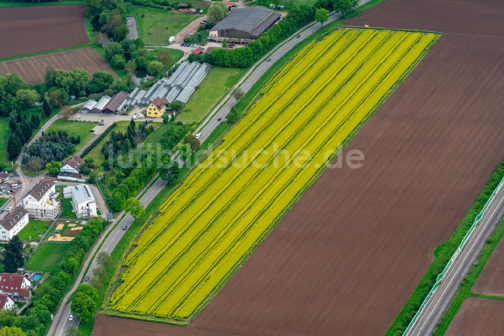 Kenzingen aus der Vogelperspektive: Feld- Landschaft gelb blühender Raps- Blüten in Kenzingen im Bundesland Baden-Württemberg, Deutschland