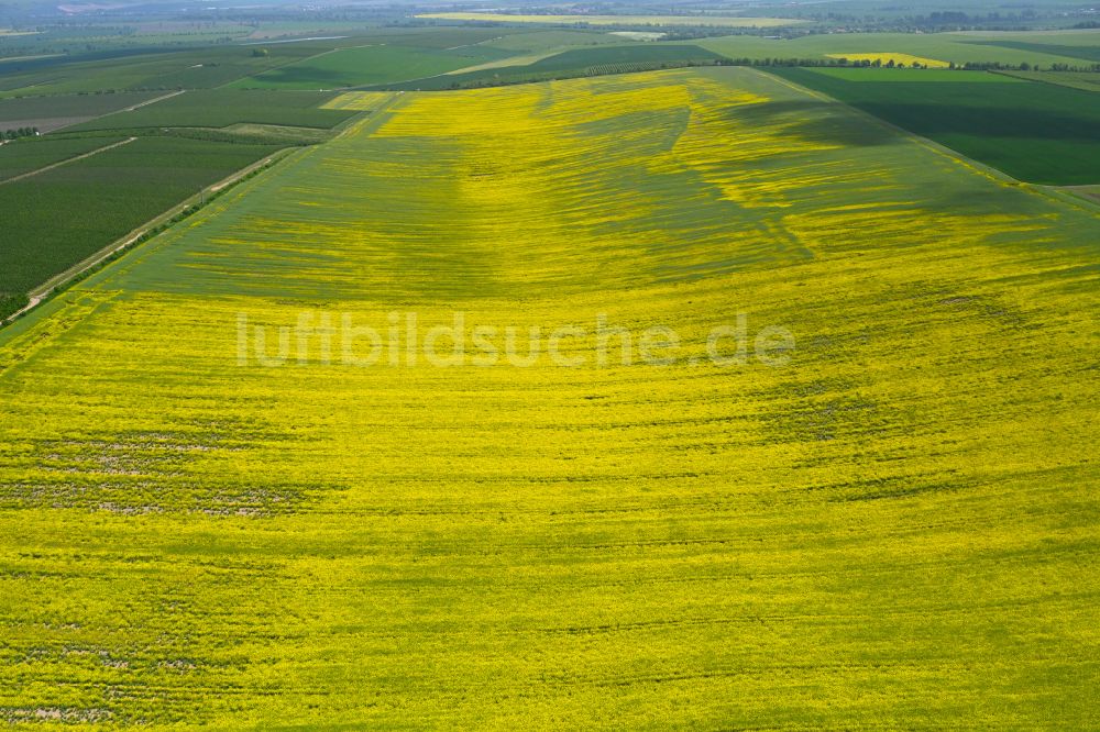 Luftbild Kindelbrück - Feld- Landschaft gelb blühender Raps- Blüten in Kindelbrück im Bundesland Thüringen, Deutschland