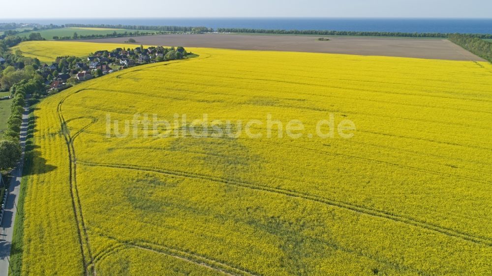 Klein Bollhagen von oben - Feld- Landschaft gelb blühender Raps- Blüten in Klein Bollhagen im Bundesland Mecklenburg-Vorpommern, Deutschland
