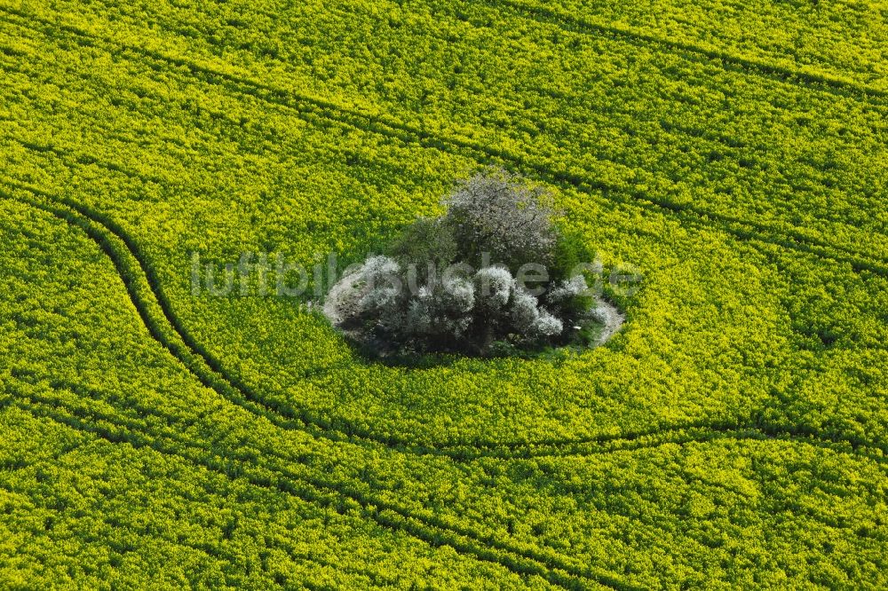 Luftbild Laeven - Feld- Landschaft gelb blühender Raps- Blüten in Laeven im Bundesland Mecklenburg-Vorpommern, Deutschland