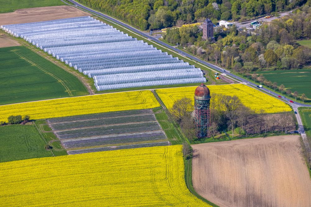 Luftaufnahme Lanstrop - Feld- Landschaft gelb blühender Raps- Blüten in Lanstrop im Bundesland Nordrhein-Westfalen, Deutschland
