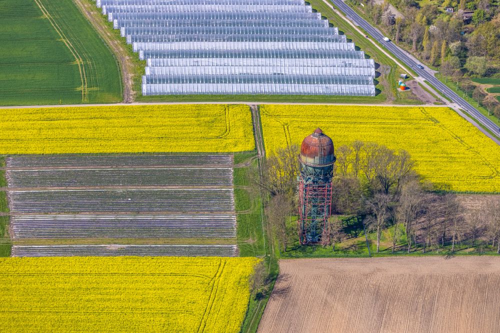 Lanstrop von oben - Feld- Landschaft gelb blühender Raps- Blüten in Lanstrop im Bundesland Nordrhein-Westfalen, Deutschland