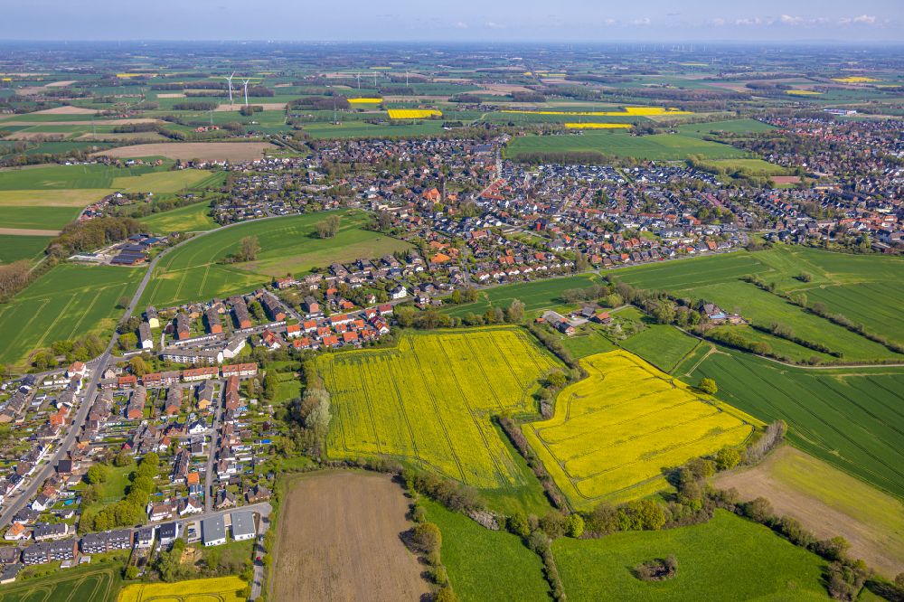 Merschhoven von oben - Feld- Landschaft gelb blühender Raps- Blüten in Merschhoven im Bundesland Nordrhein-Westfalen, Deutschland