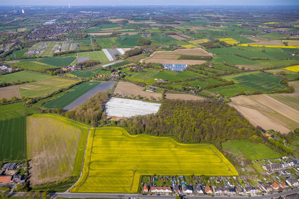 Merschhoven aus der Vogelperspektive: Feld- Landschaft gelb blühender Raps- Blüten in Merschhoven im Bundesland Nordrhein-Westfalen, Deutschland