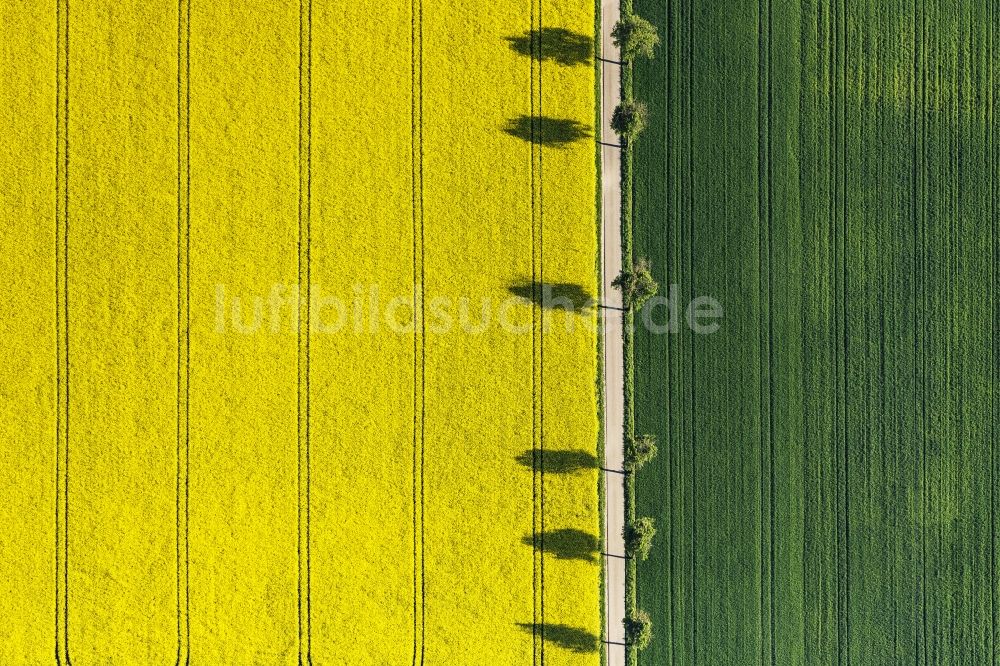 Luftaufnahme Monheim - Feld- Landschaft gelb blühender Raps- Blüten in Monheim im Bundesland Bayern, Deutschland