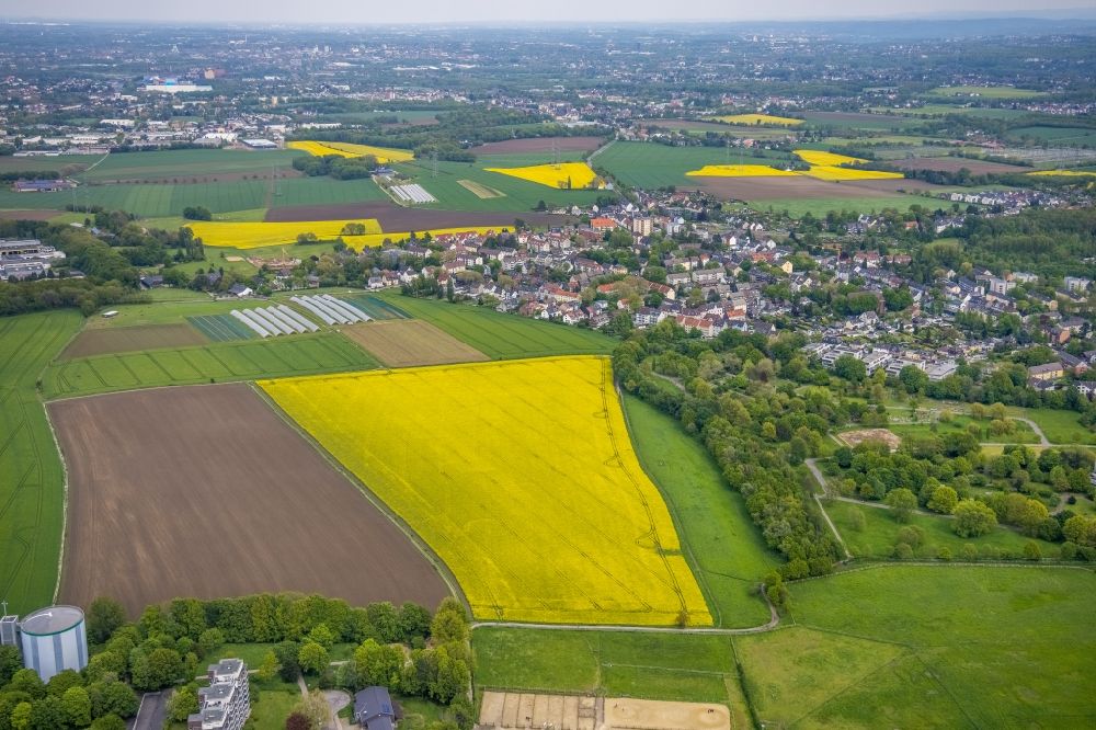 Luftbild Essen - Feld- Landschaft gelb blühender Raps- Blüten im Ortsteil Leithe in Essen im Bundesland Nordrhein-Westfalen, Deutschland